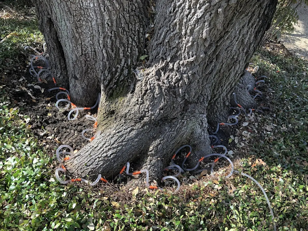 Detailed Tree Cabling and Bracing job site in Walsh