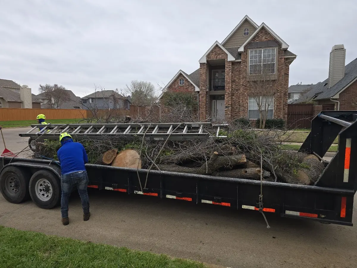 Expert Tree Removal with proper safety equipment in Walsh